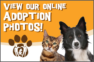 View our Online Adoption Photos