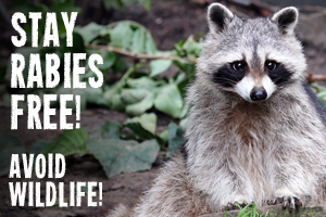 Stay Rabies Free.  Avoid Wildlife.