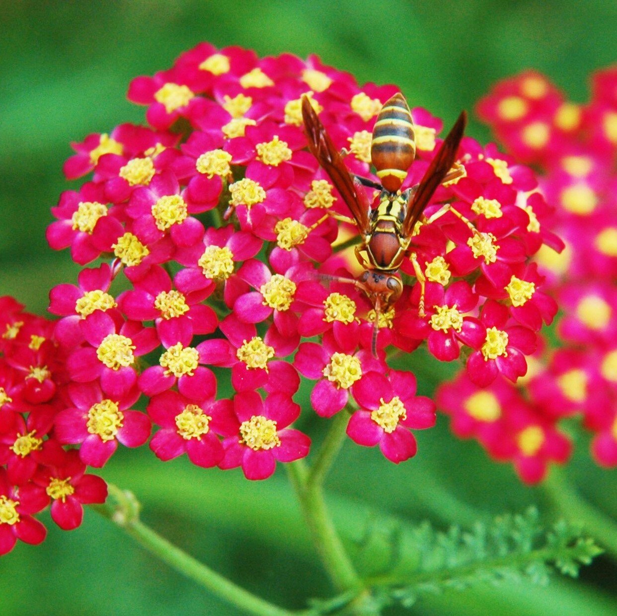 Yarrow